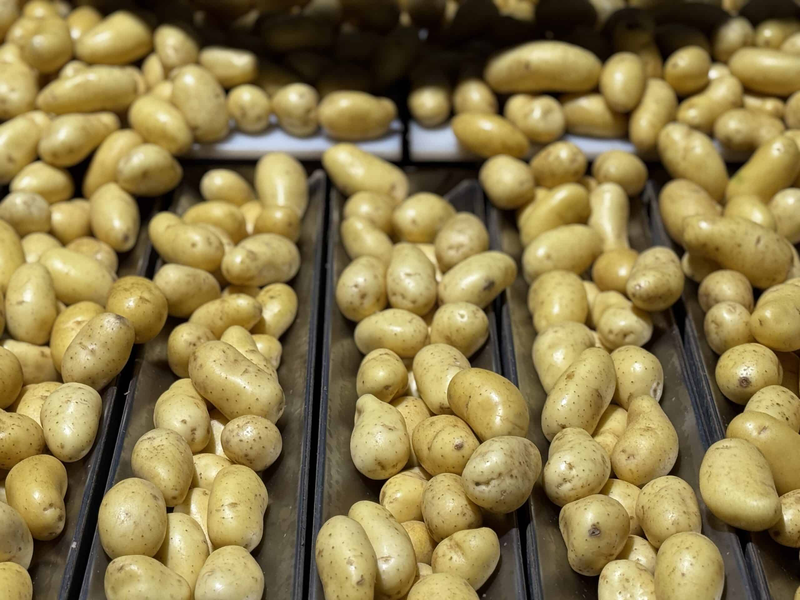 Emballage des pommes de terre : un accompagnement de l’arrachage à la mise en rayon