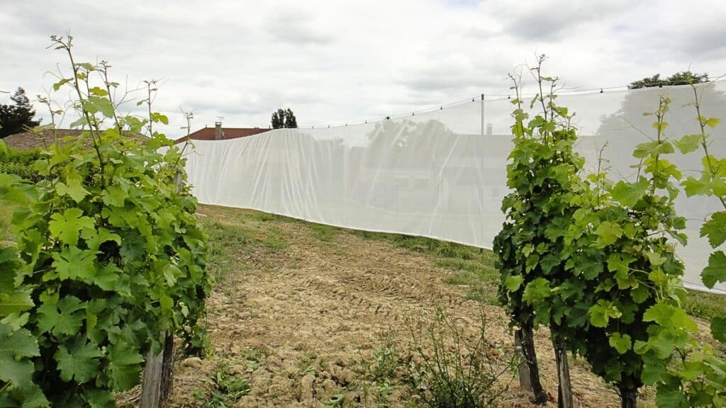 Solutions de protection contre la dispersion des traitements phytosanitaires des cultures viticoles 