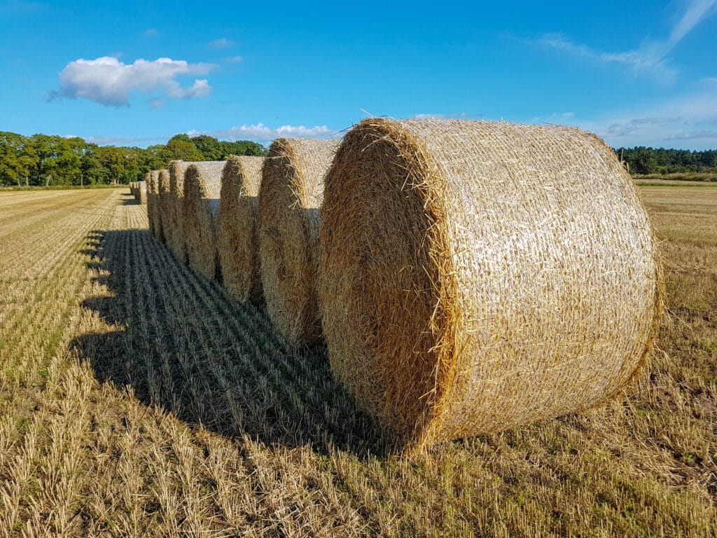 Ballots de paille rond dans champ