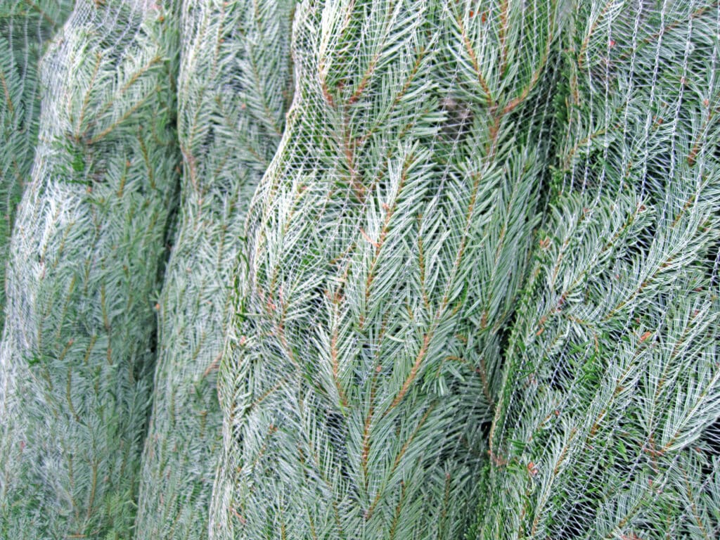 Sapins de noël sous filets, vente, achat, stockage 